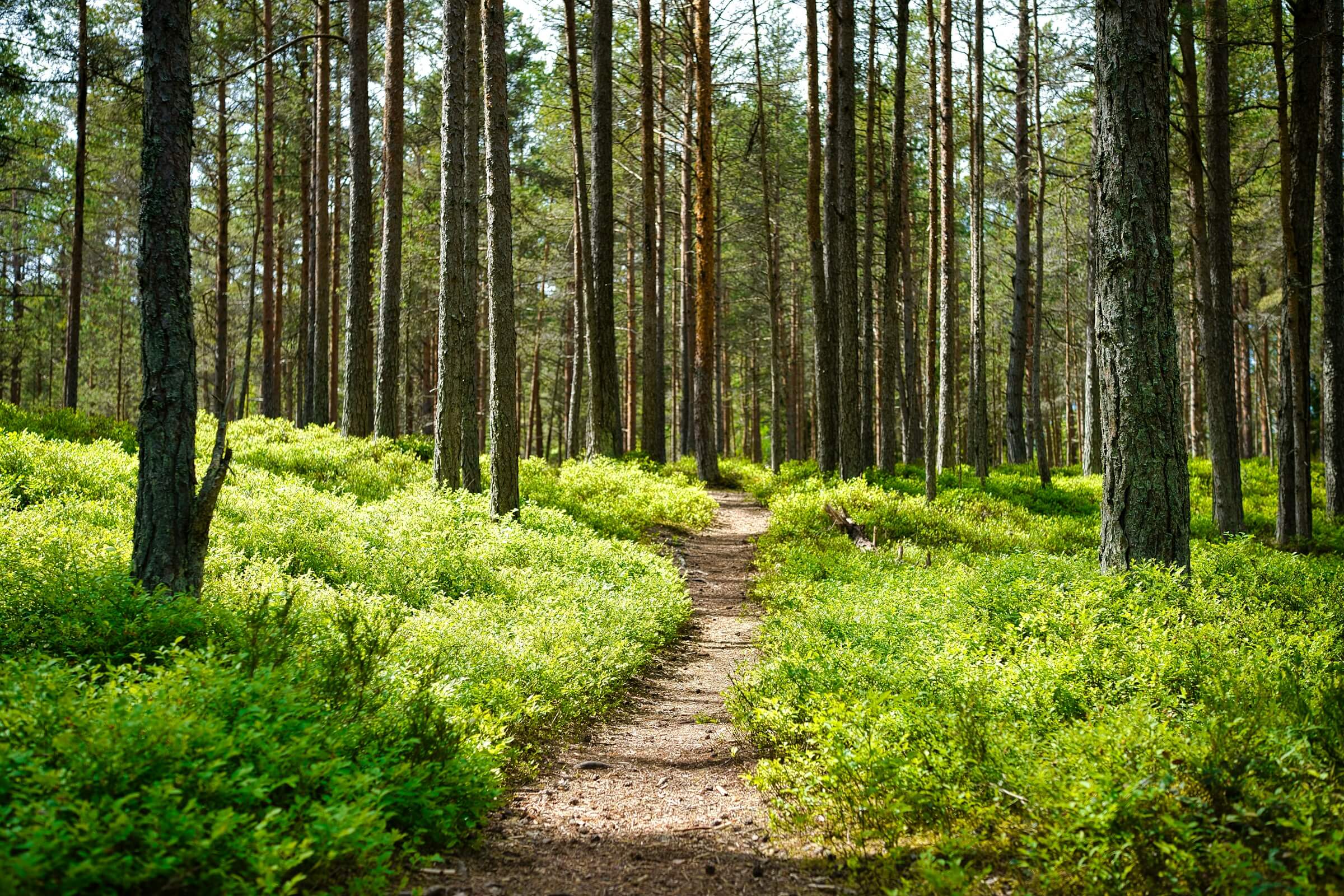 forest path to wellness